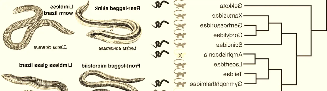Evolution of a Snake