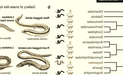 Evolution of a Snake