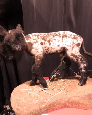 Oddities and Curiosities Expo - 2 Day Pass